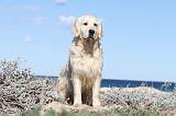 GOLDEN RETRIEVER 466